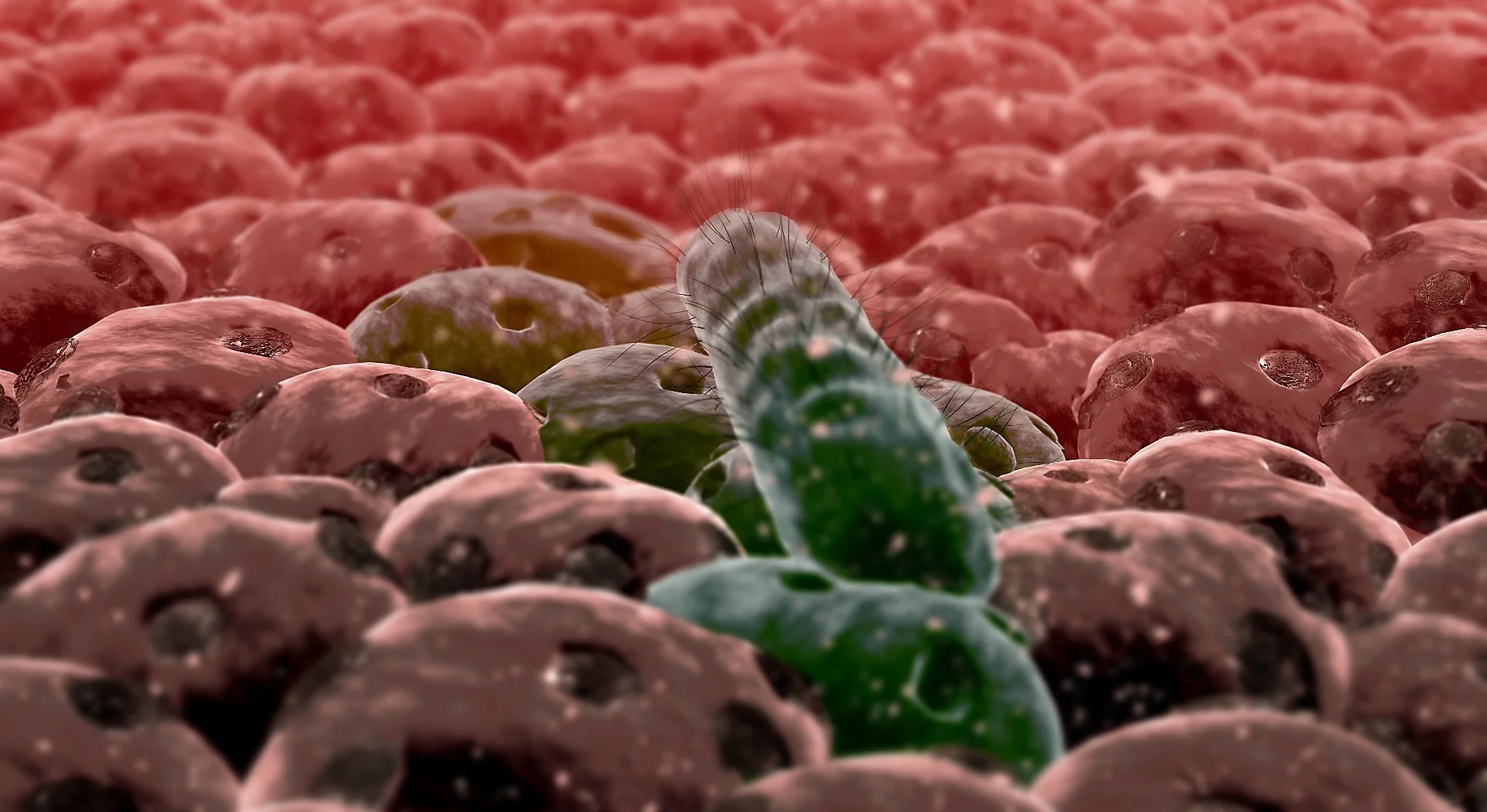 Researchers have studied how the E. coli bacterium changes its gene expression when it latches onto cells in the intestinal wall, and begins to attack the host