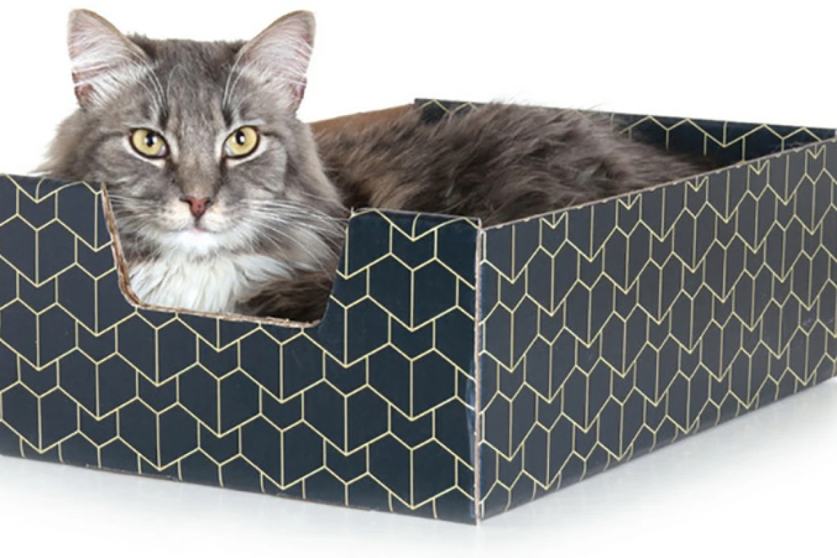 The Purrfect Pet Box is a pimped-out cardboard box for all your feline friends