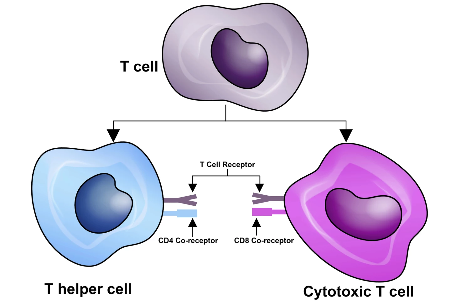 Lymph nodes are essential for producing cancer-killing T cells
