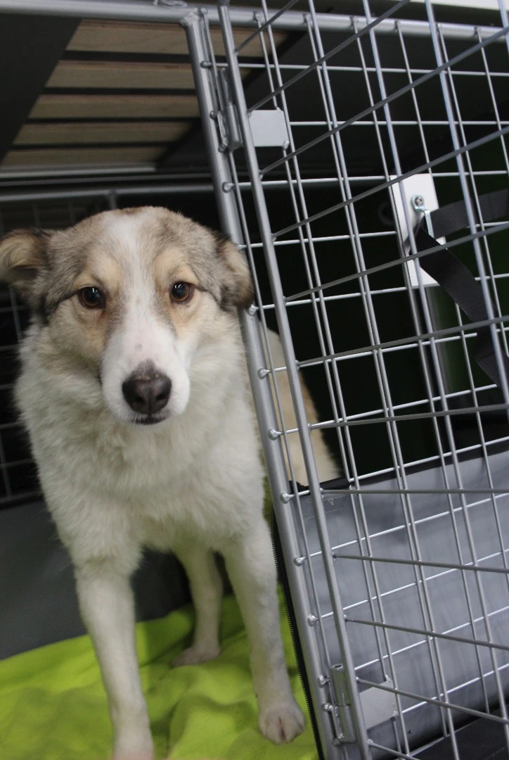 A dog makes a great campmate, and the Dogscamper makes it a better experience