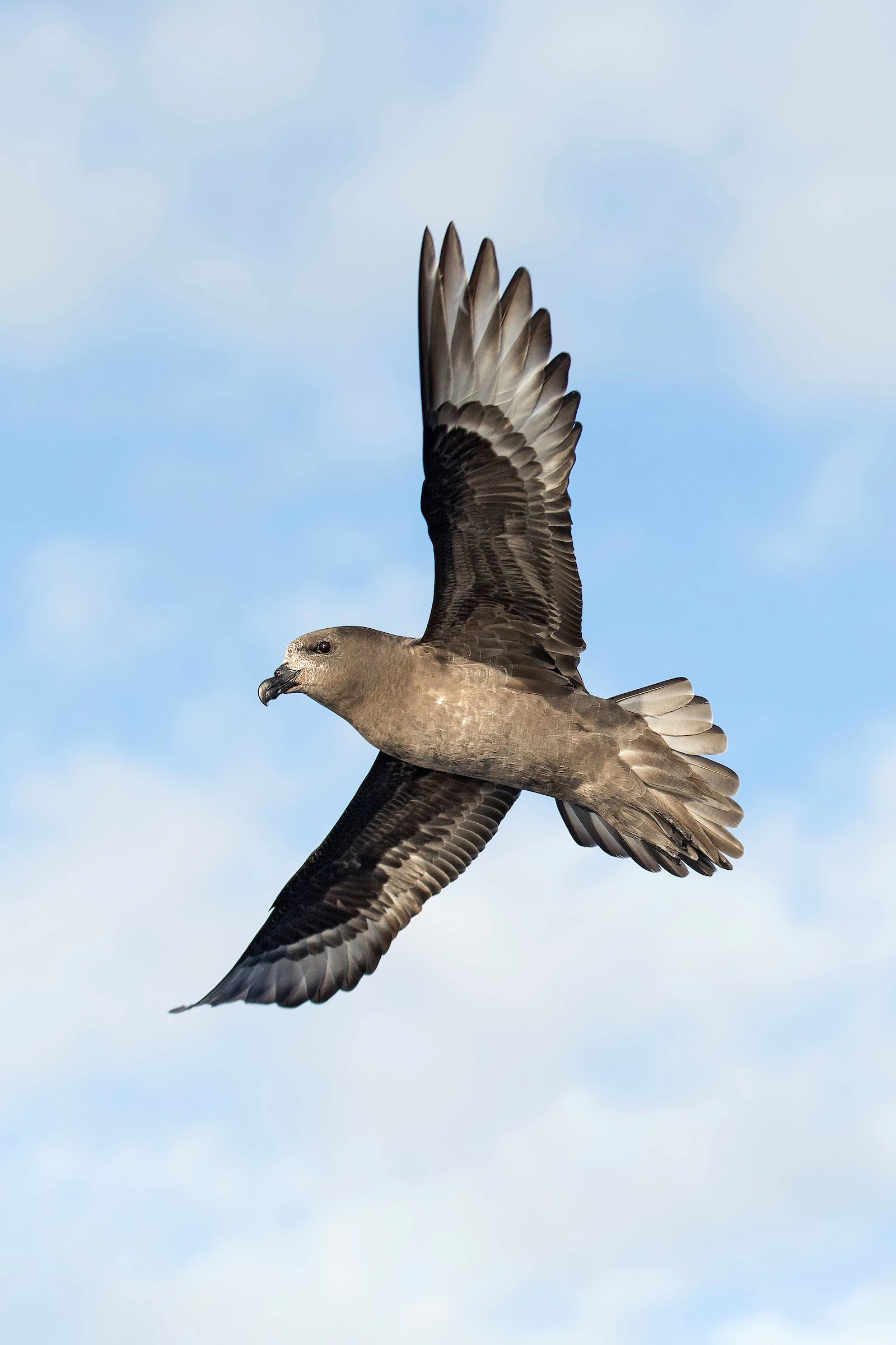 Winner, Inspirational Encounters Award. Homecoming. Providence Petrel (Pterodroma solandri). Lord Howe Island, Australia