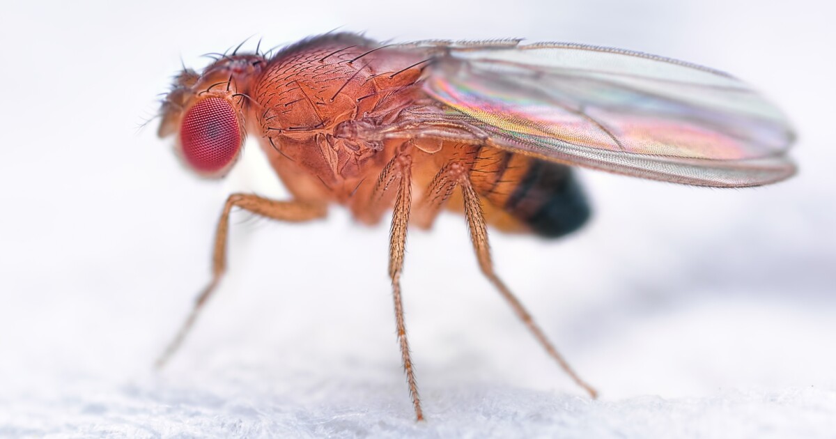 Virgin birth at Cambridge thanks to genetically modified fruit flies