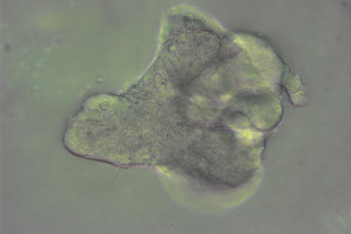The mini-lungs could be used to test the effectiveness of potential new drugs (Photo: Nick Hannan, University of Cambridge)