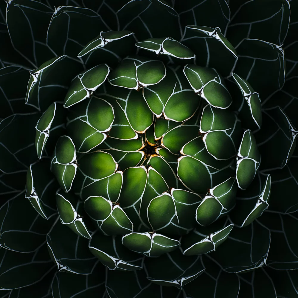 Winner of 2nd place in the Amateur Nature category: Ichio Usui - a layer