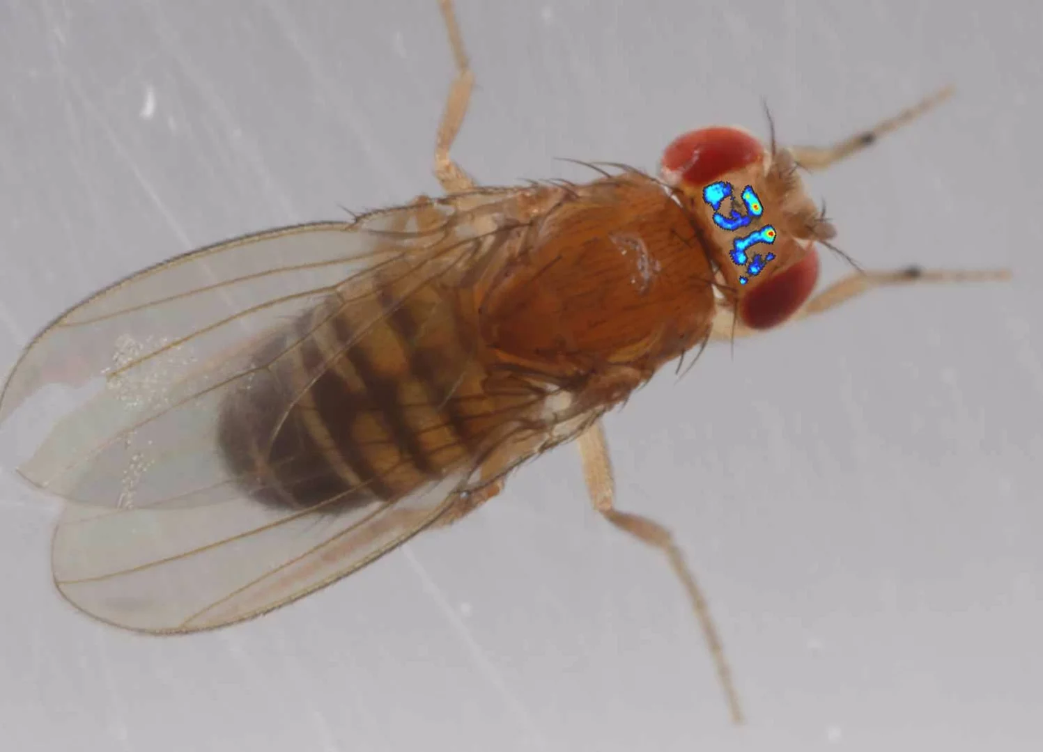 A composite image of fruit fly brain activity superimposed on a photo of a fly