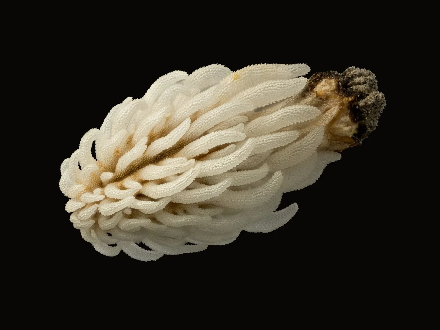 Image of Distinction: A Leavenworth's eryngo seed