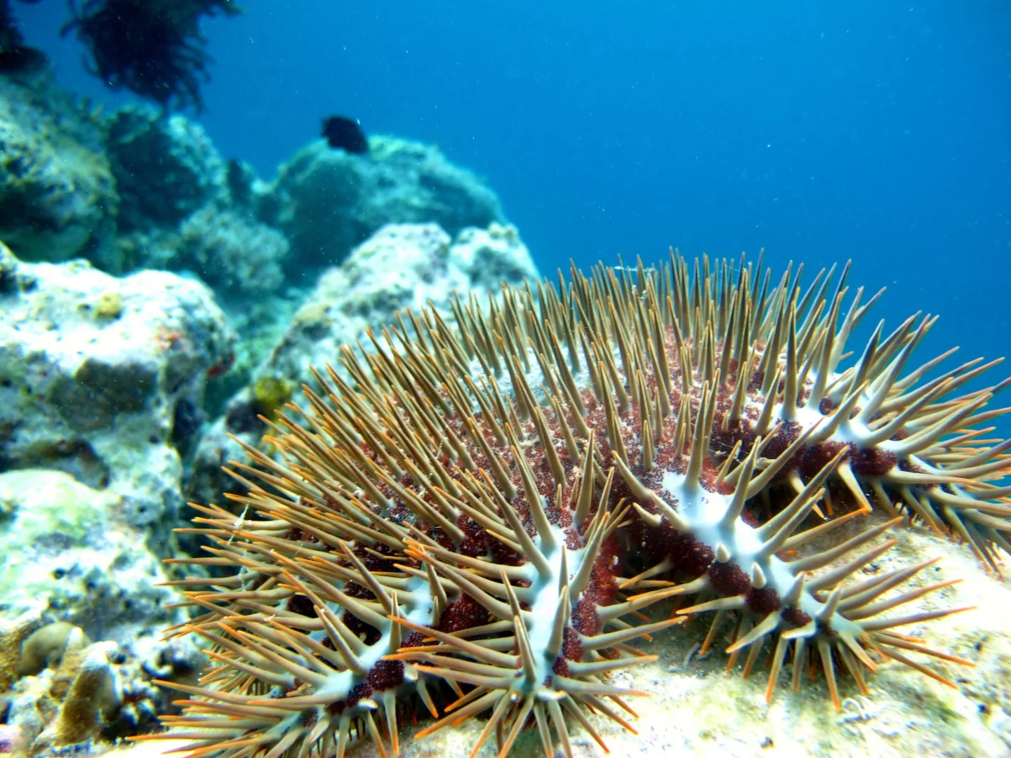 An autonomous killer-robot has the destructive crown-of-thorns starfish in it sights