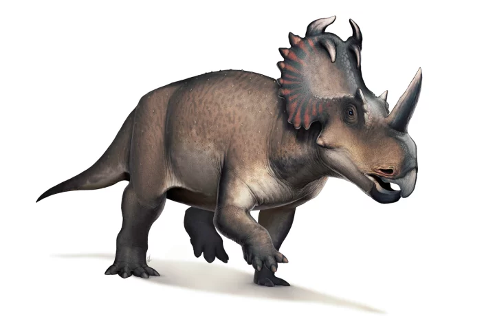 An artist's impression of a Centrosaurus, the dinosaur in which a new study has found an advanced bone cancer