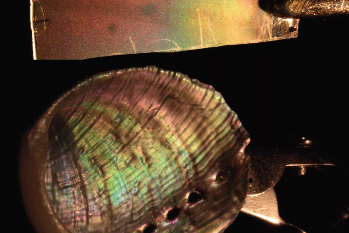 A sample of the man-made mother of pearl (top), compared to the real thing (Image: Nature)