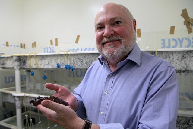 David Glanzman, senior author of the study, holding a marine snail