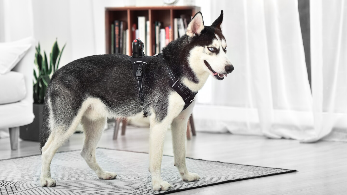 PetNow features a two-way audio system