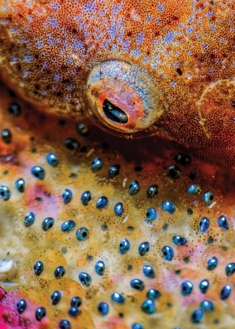 Third place winner in Macro. Rafael Fernandez Caballero waited weeks for these clingfish eggs to develop eyes and then snapped a psychedelic image of a mother taking care of her oncoming offsping