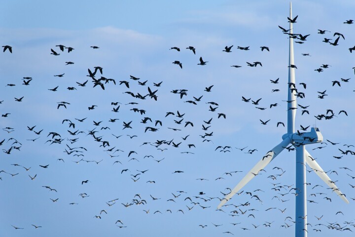 Norwegian researchers say they've found a potential way to cut down the numbers of birds killed by wind turbines