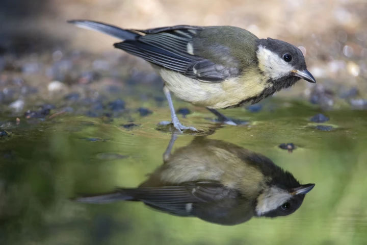 The great tit (Parus major) is known to adapt reasonably well to normal climate change