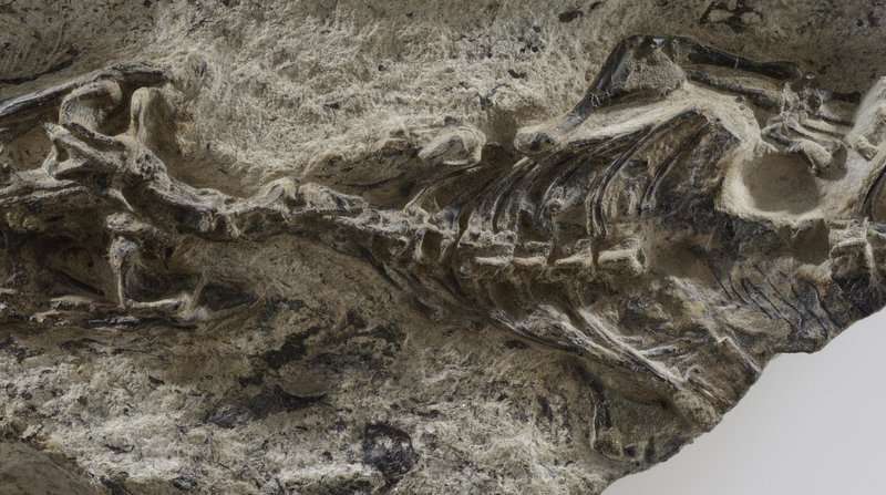 The fossil of a 240-million-year-old lizard, the oldest known to man, was preserved in rock from the Dolomites in Italy