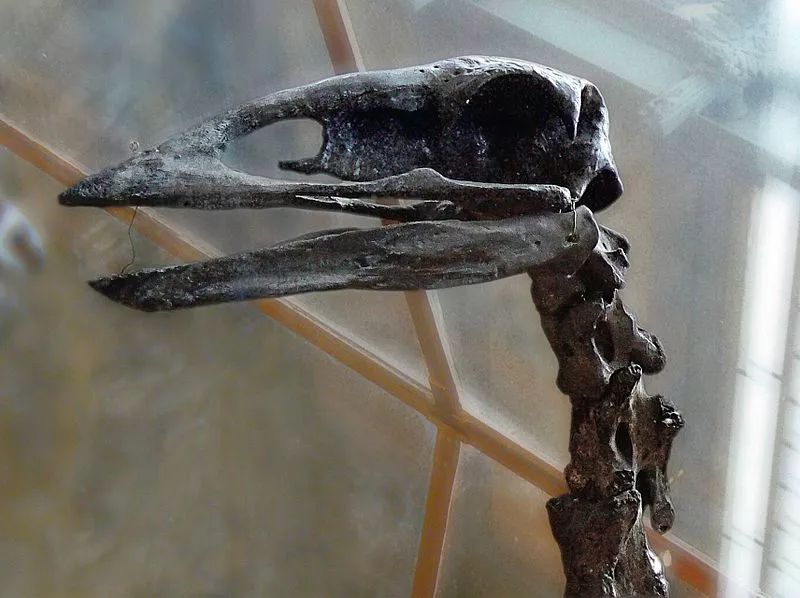 An elephant bird skull, which apparently didn't have much room for an optic lobe