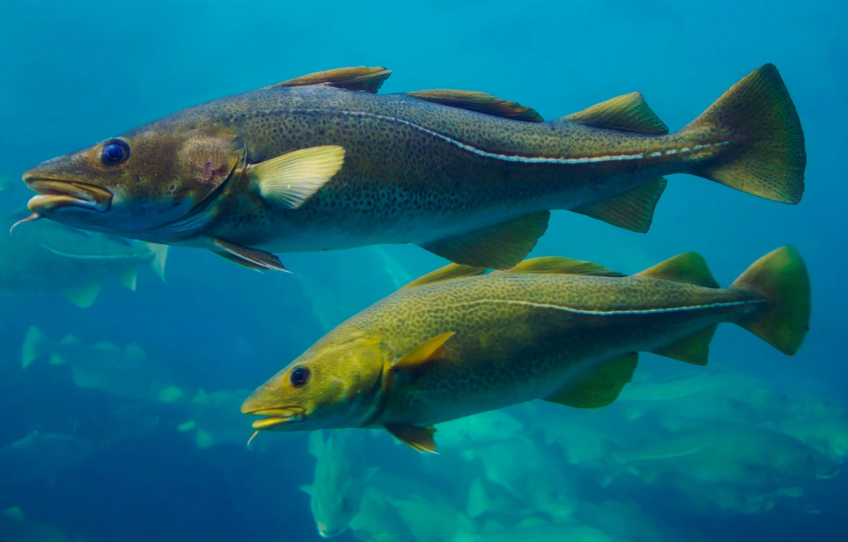The presence of fish such as cod can be detected via their DNA