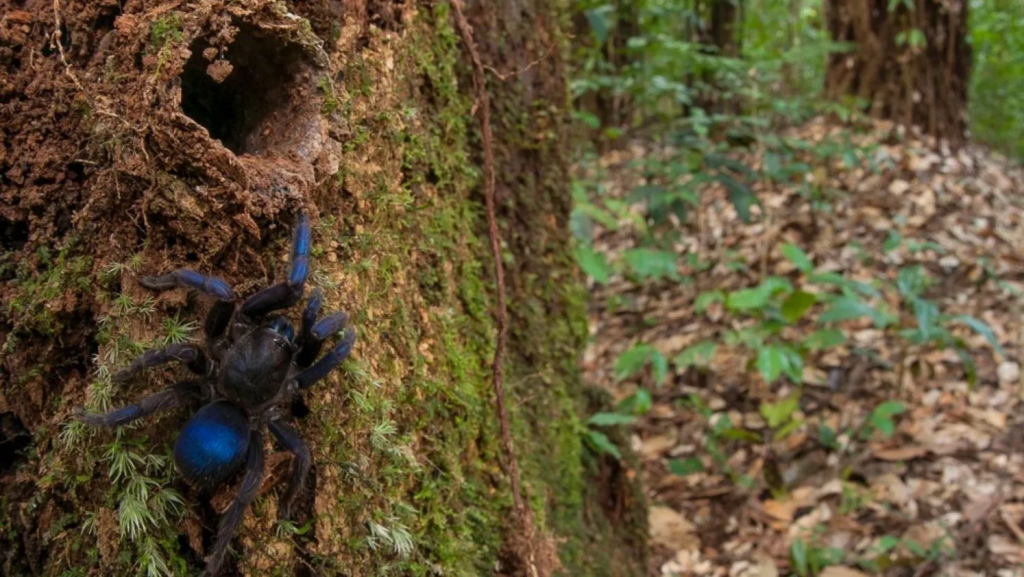 This bright blue tarantula was discovered in Guyana, South America, far away from previously-known species of the spider of the same color