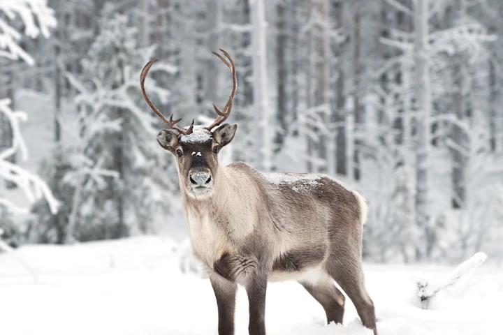 Reindeer could be at risk of catastrophic die-off on the Norwegian archipelago of Svalbard, scientists say