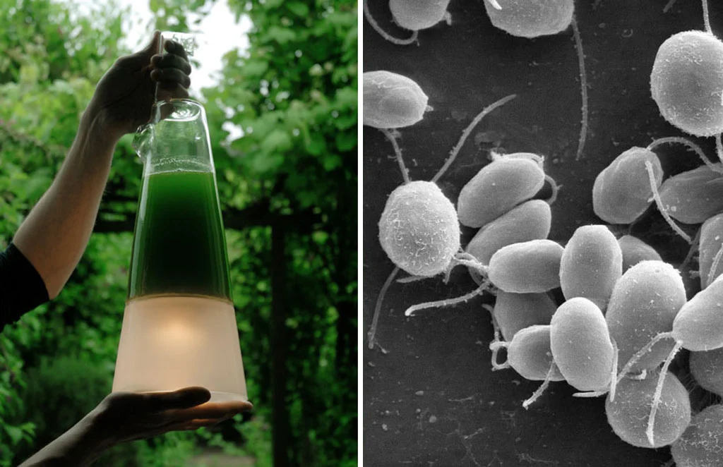 Mike Thompson's algae powered lamp