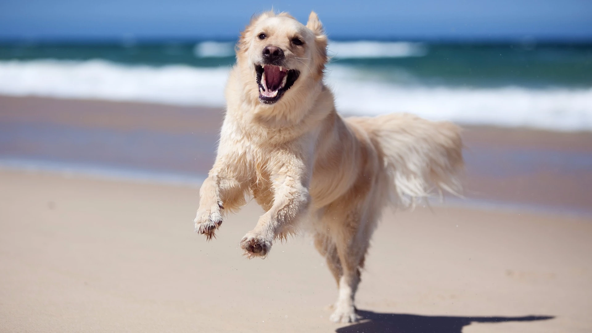 Researchers have used a new gene therapy technique to reverse the symptoms of Duchenne muscular dystrophy in dogs
