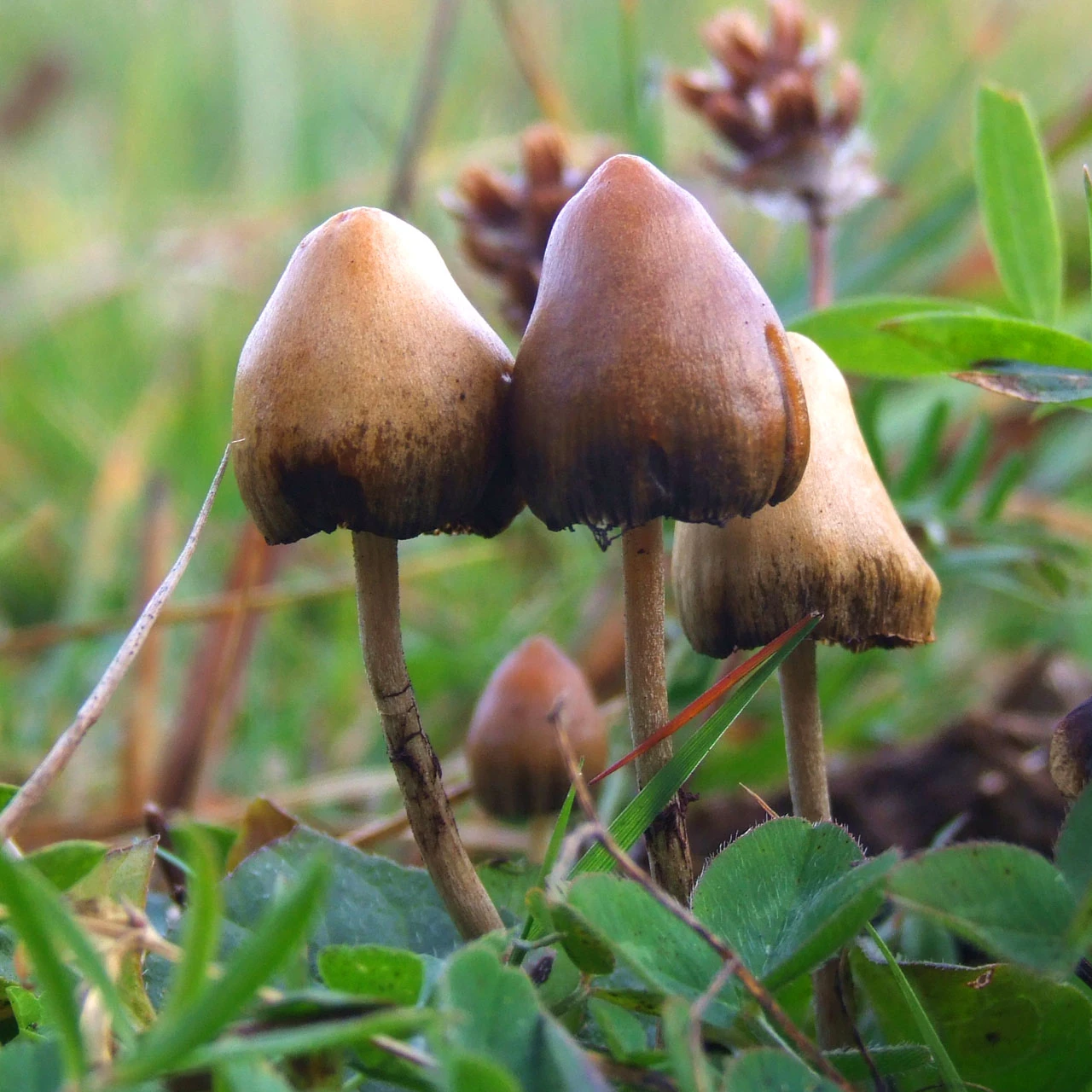Psilocybin is the primary psychoactive compound found in what are commonly known as magic mushrooms