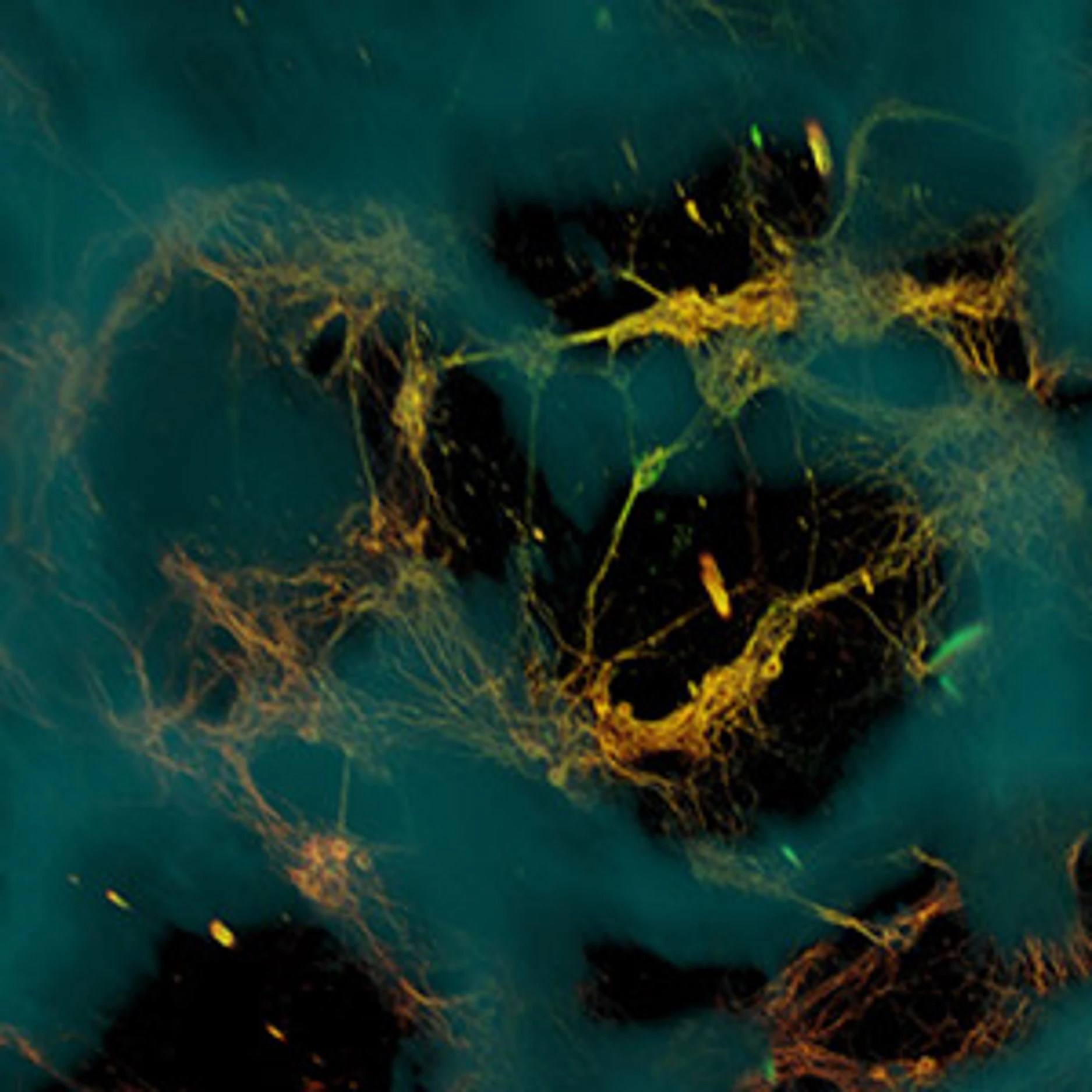 Confocal microscope image of the artificial neural tissue developed at Tufts University