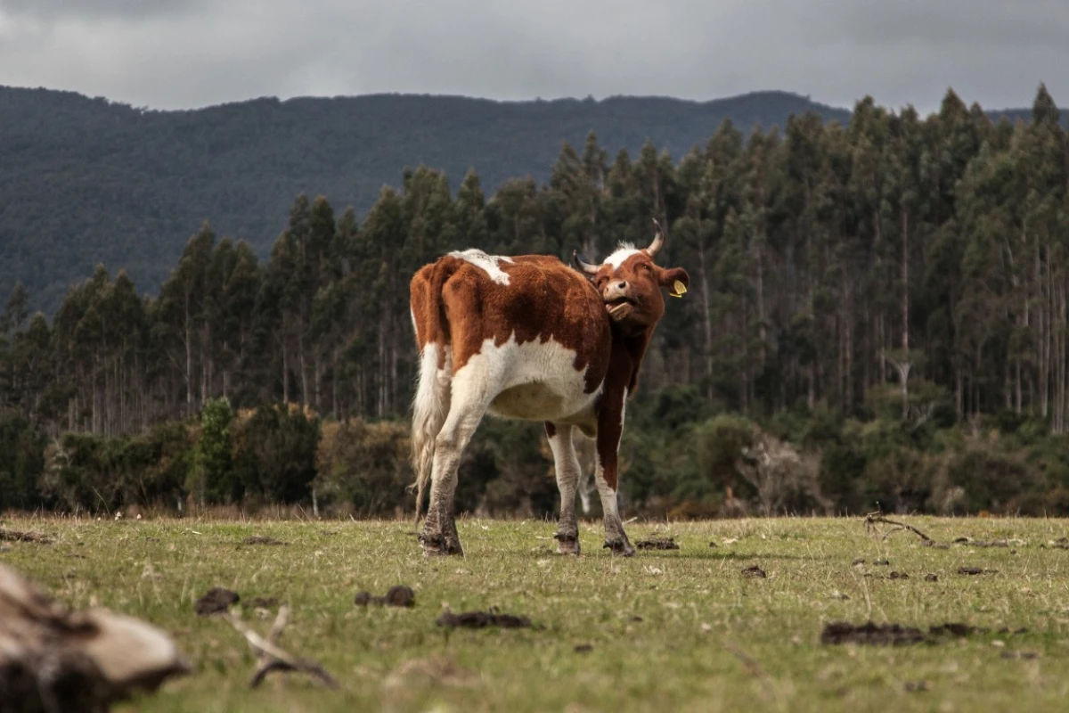 Cows may one day power wearable devices with their own movements