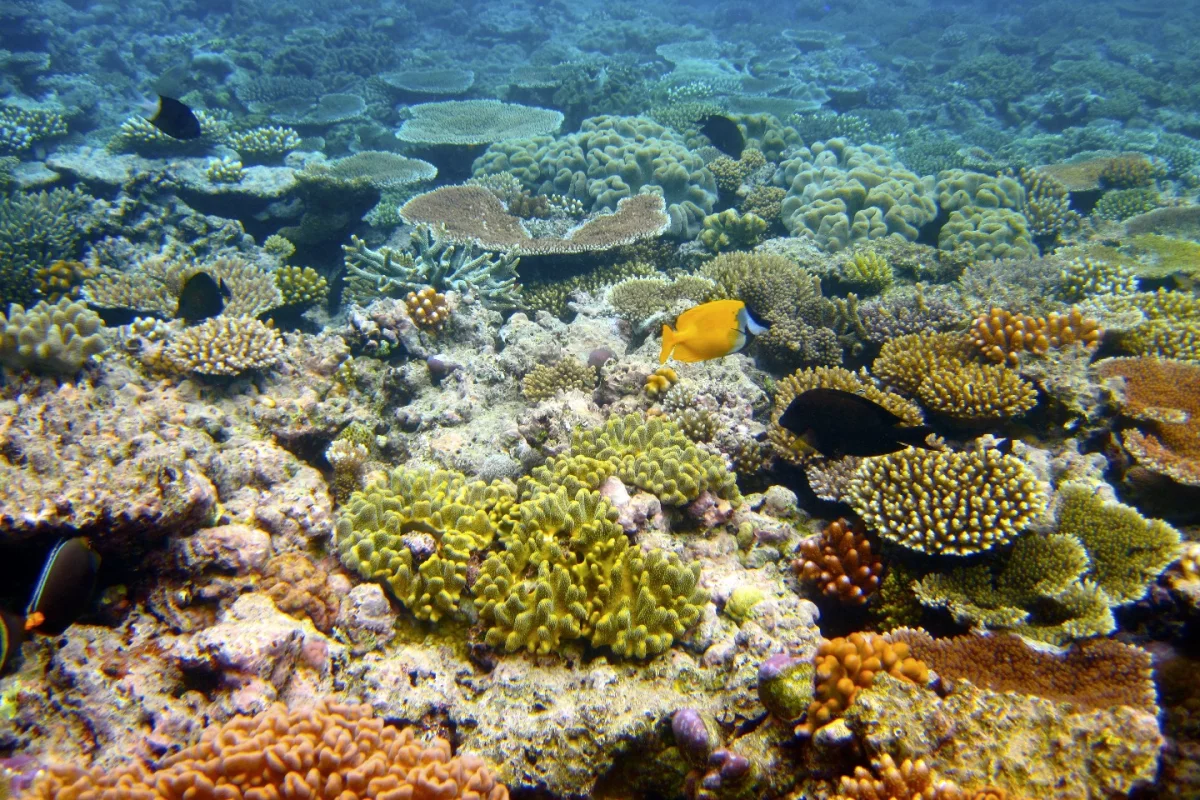 In 100 years, the Great Barrier Reef could look very different to the way it does today