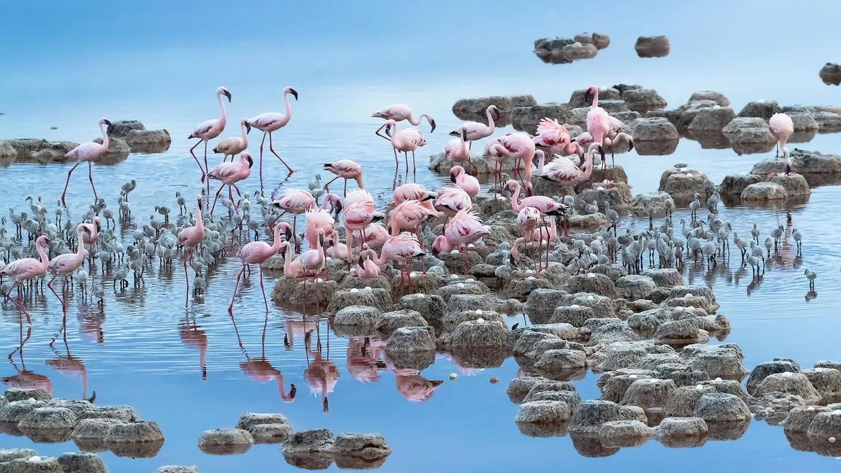 Finalist - Nature. Flamingos, Lake Natron, Tanzania