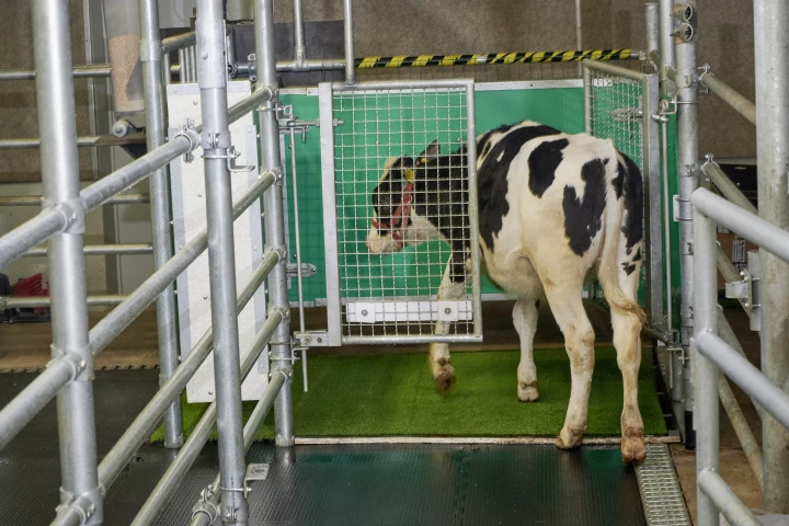 A calf enters the MooLoo, showing that cows can be toilet-trained