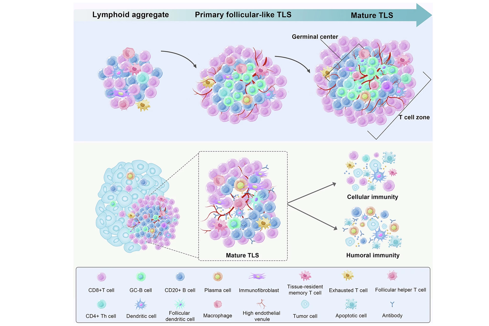 The development stage and structure of tertiary lymphoid structures or TLSs