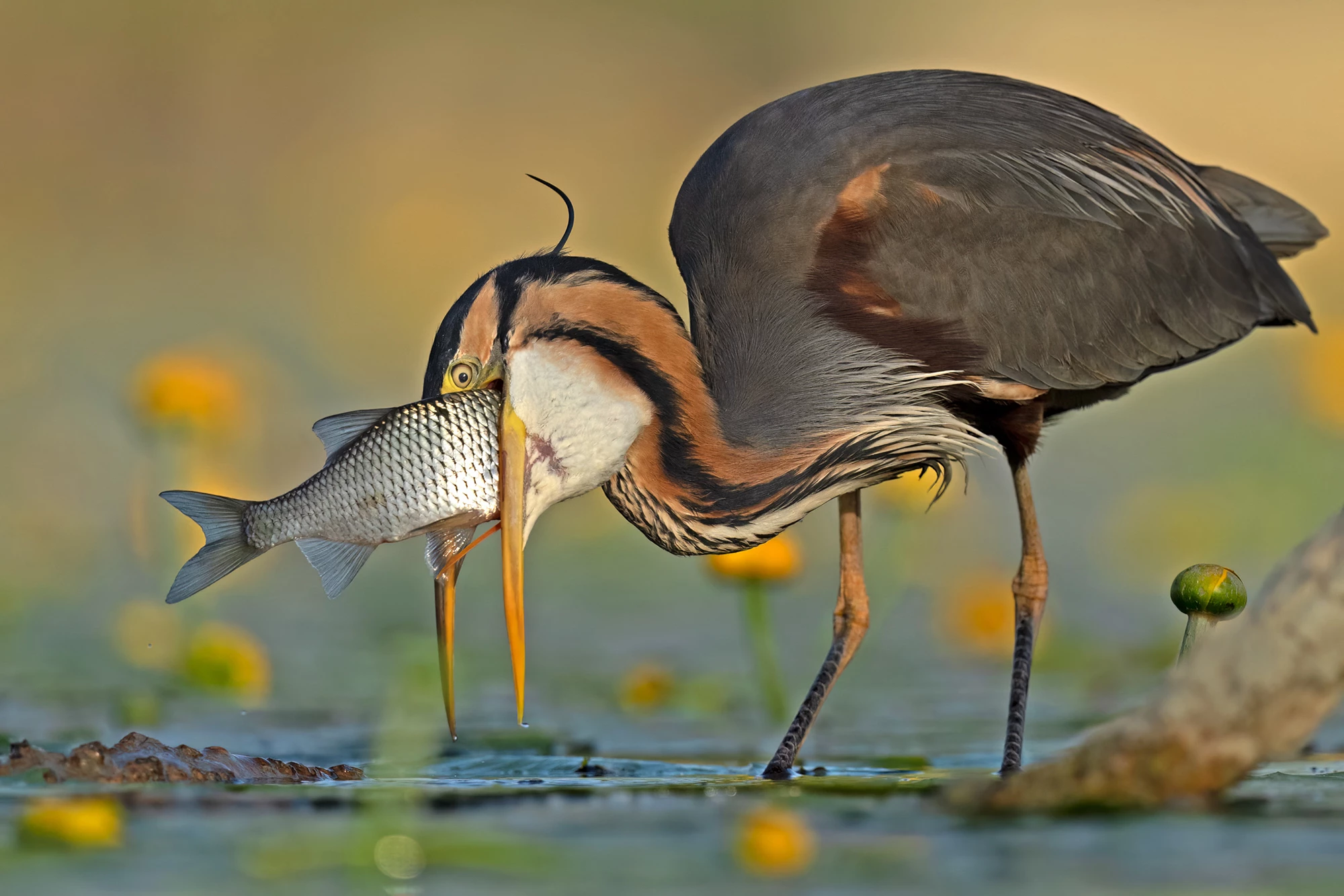 "No Way Out," the gold award winner of the Comedy Bird Photo category in the 2023 Bird Photographer of the Year competition. A purple heron seems to have bitten off more than it can chew