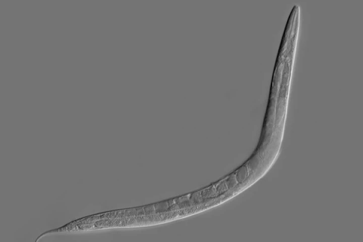 C. elegans is a worm whose simple brain has been digitized as a basic neural network, and now that system has been taught a new trick