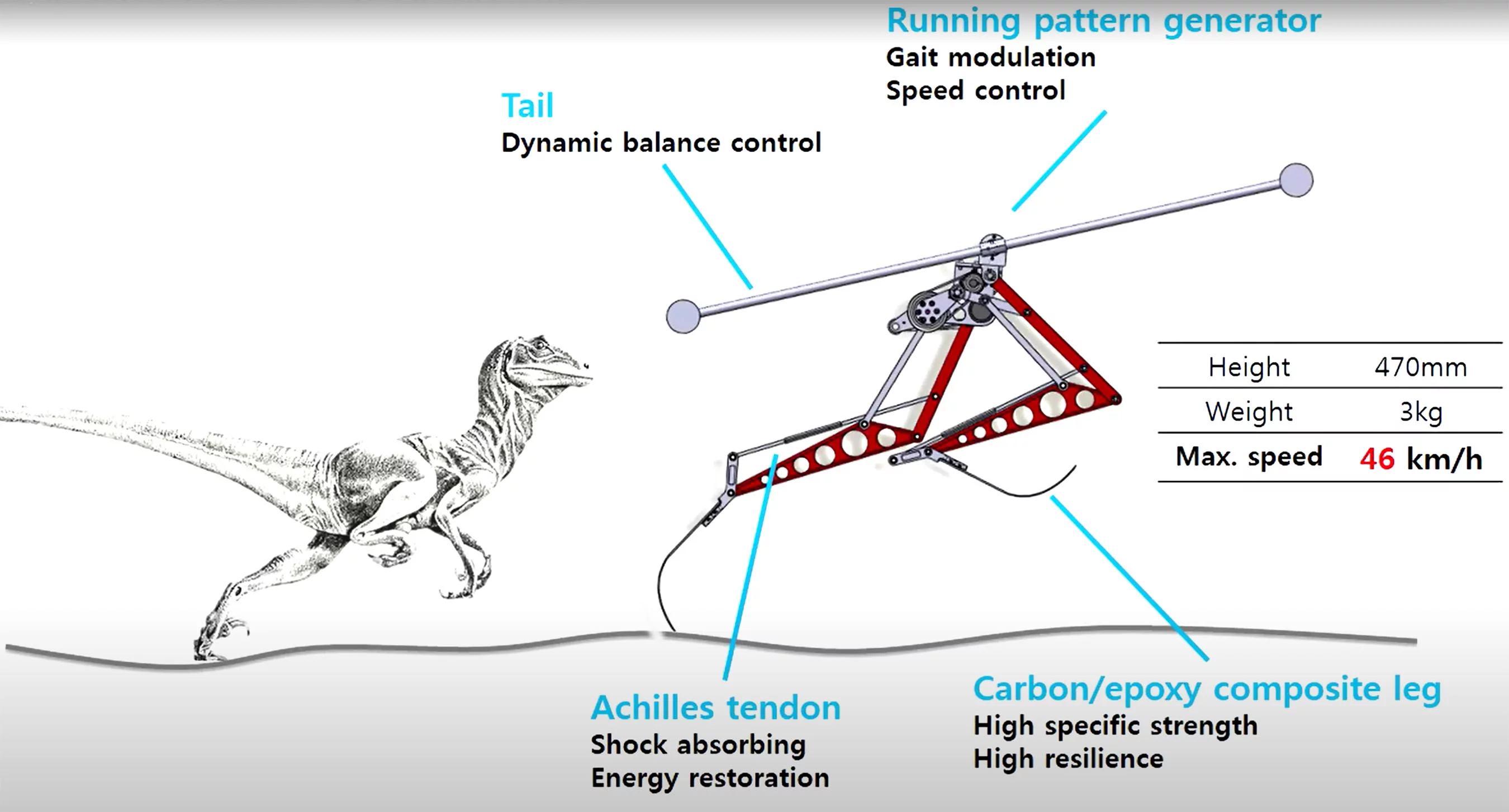 The KAIST Raptor robot as compared to an actual Velociraptor