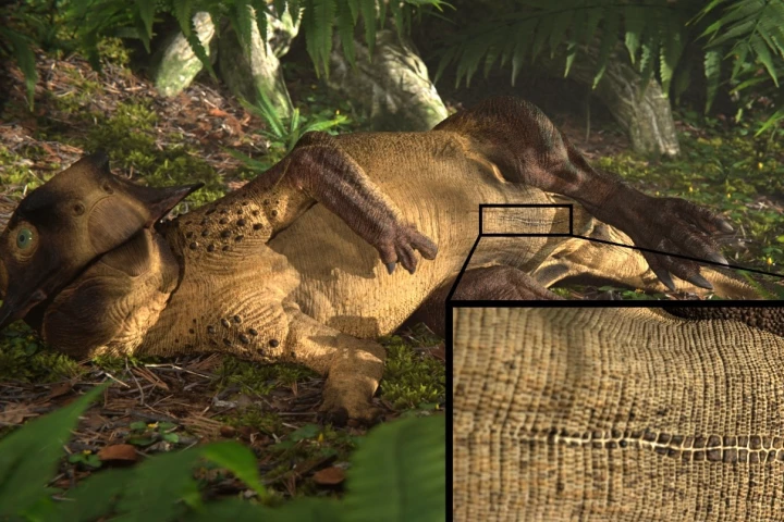 A depiction of what the Psittacosaurus – and its belly button – may have looked like in life