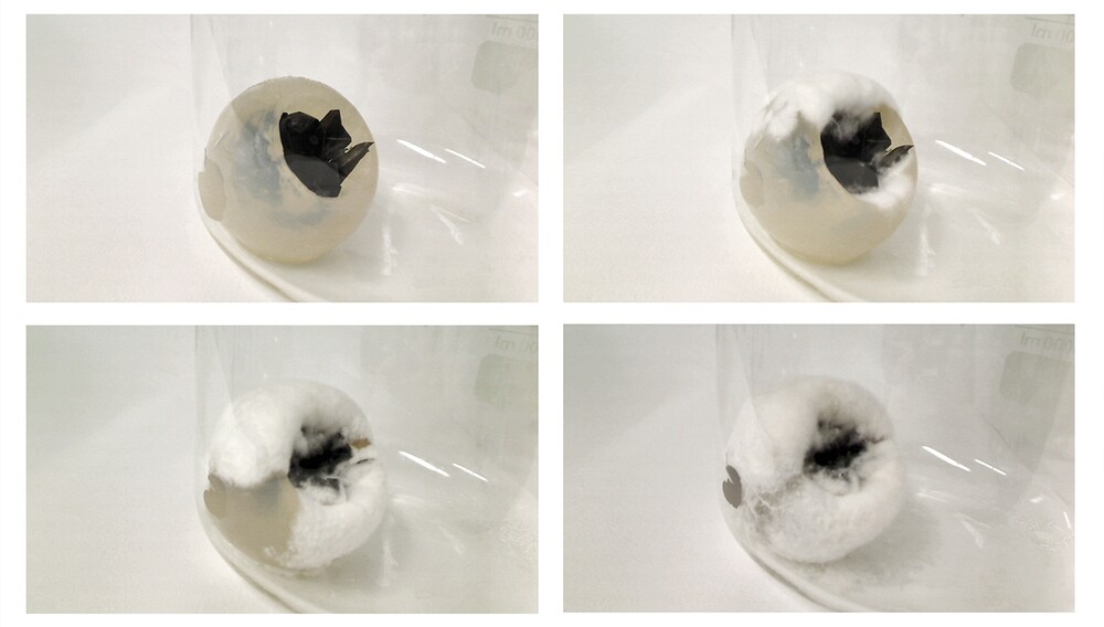 Time lapse of the process of fungal mycellium colonizing agar and plastic sheets