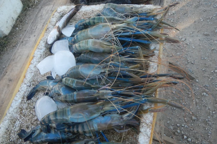 Macrobrachium rosenbergii freshwater prawns – one of two types that were assessed in the study