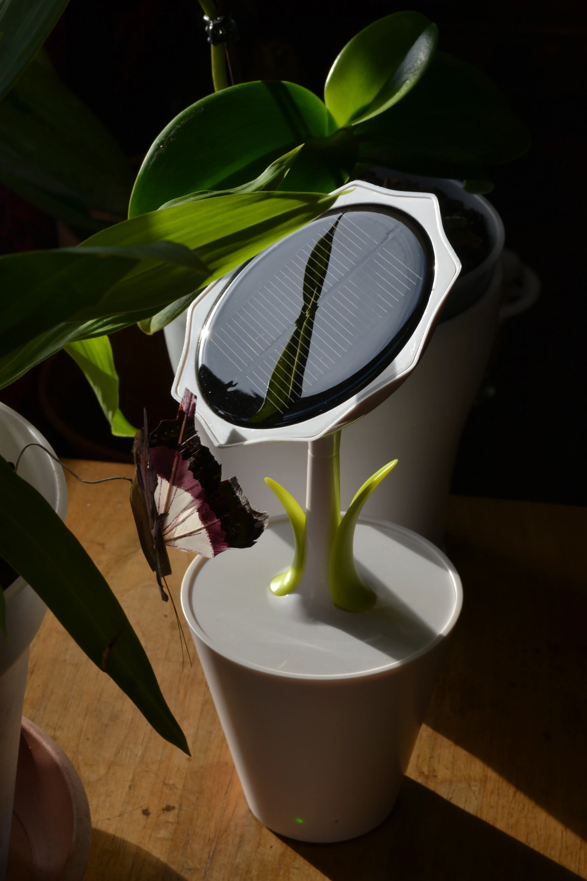 The cute-as-a-button Solar Sunflower catching some winter sun