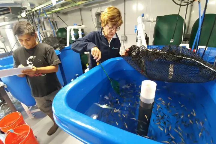 Pallab Sarker and Anne Kapuscinski (who is now at UC Santa Cruz) work with Nile tilapia