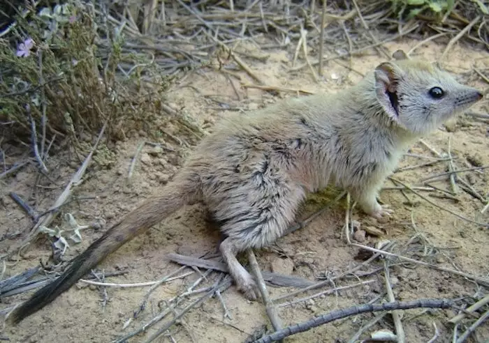 Once thought extinct in the state of New South Wales, the Crest-tailed Mulgara was recently rediscovered alive and well