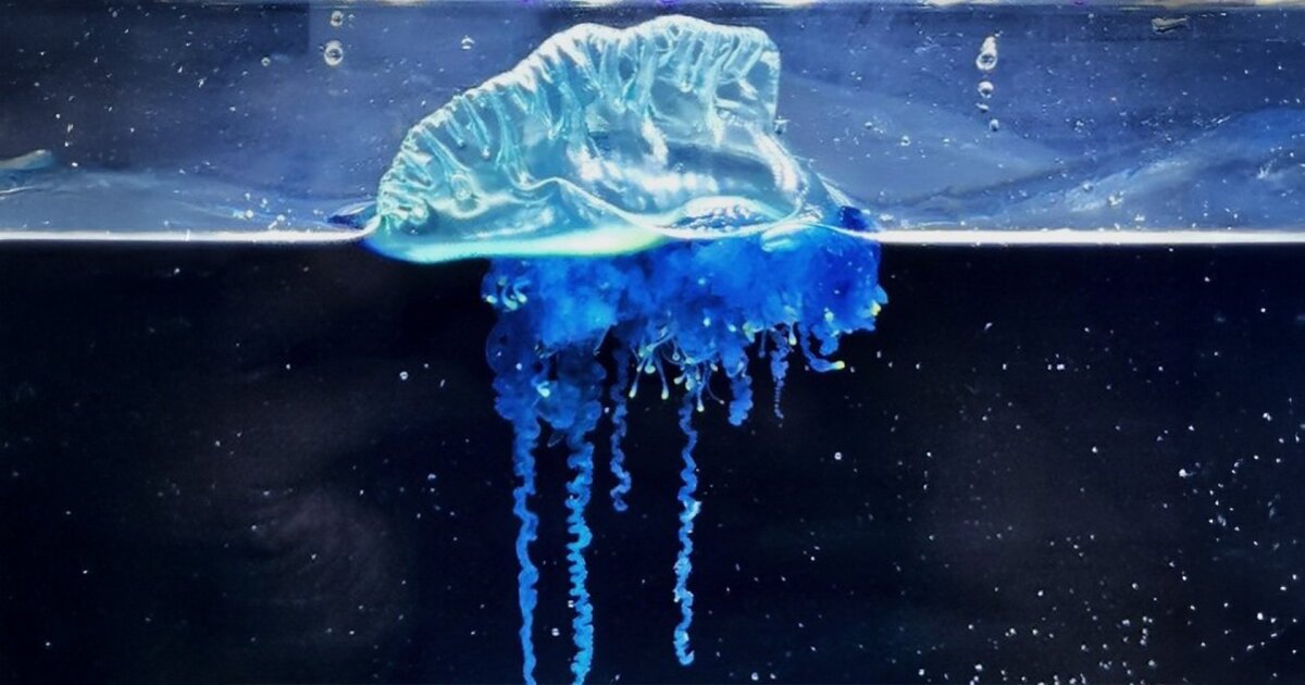 Meet the samurai jellyfish: A striking new species found off Japan