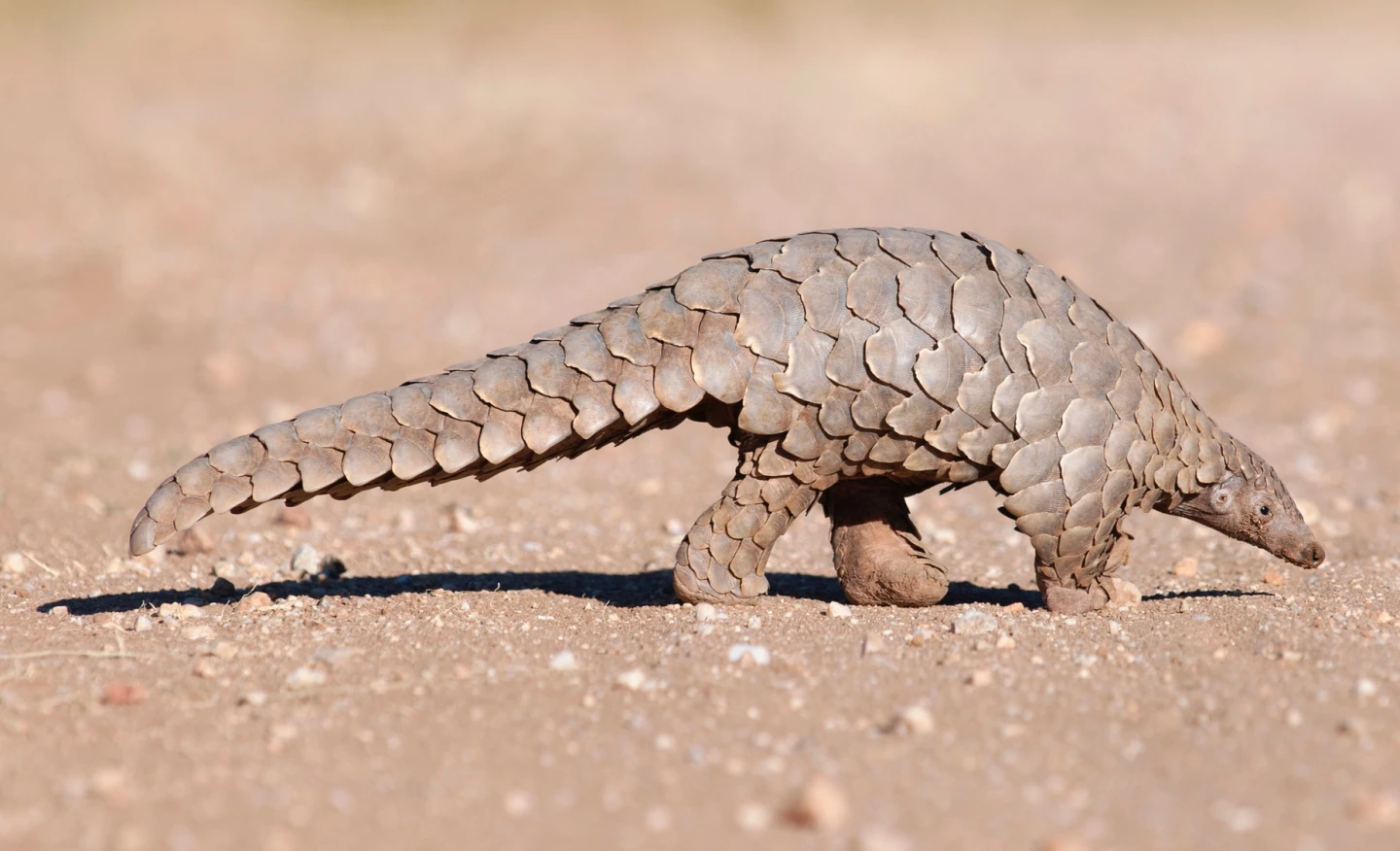 Just for reference, here's a photo of a real pangolin