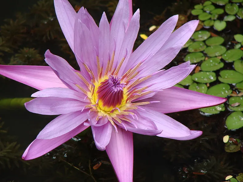Corning has unveiled its new Lotus Glass, designed for use in OLED and next-generation LCD screens (Photo: Nivedita Patil)