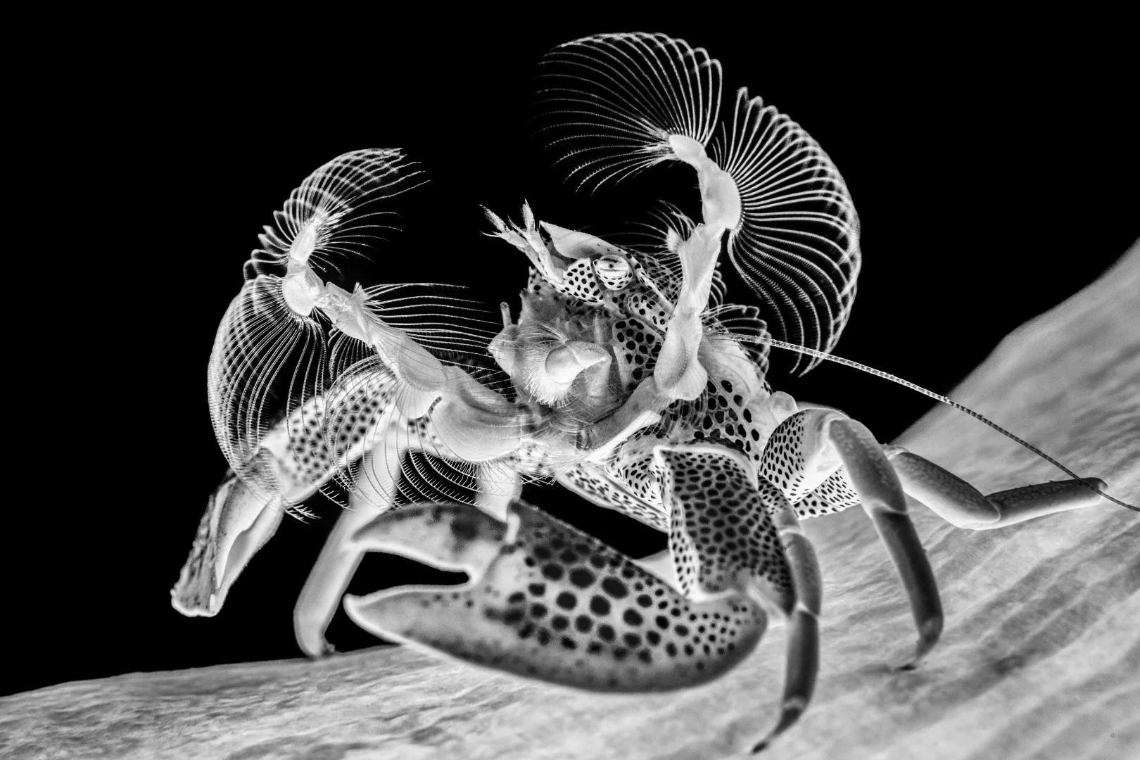 Highly commended, Category - Black & White. The porcelain crab is a common but charismatic critter, that live in a symbiotic relationship with their host anemone. They wave their fan like setae to catch food in the current