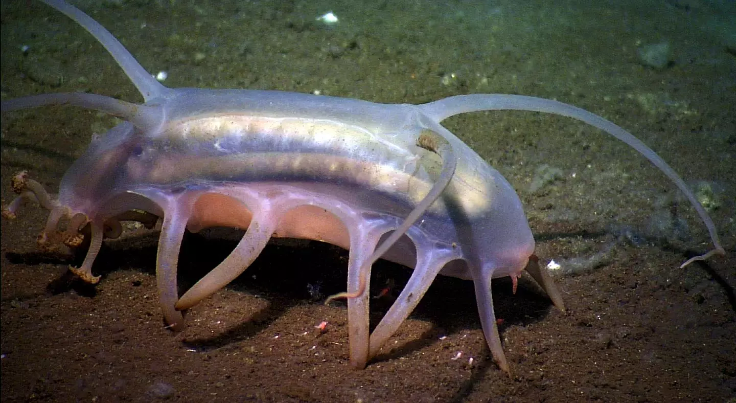 This deep-sea-swelling sea cucumber known as a sea pig could be one of the casualties of climbing ocean temperatures