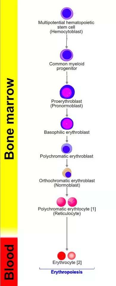 Development of red blood cells (erythrocytes) from multipotent hematocytoblast stem cells (Image: A. Rad)