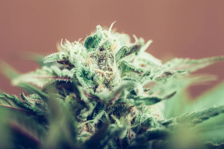 Marijuana with THC levels above 10 percent has been associated with greater incidences of psychotic episodes