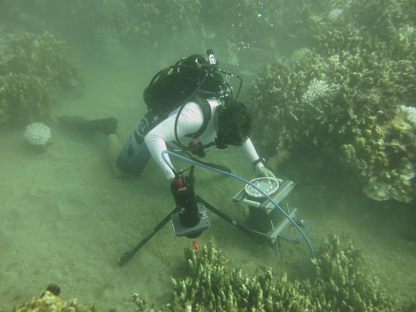 The Benthic Underwater Microscope has been used to study coral polyp behavior during competition, coordinated behavior between polyps of the same colony, and the colonization of bleached corals by algae