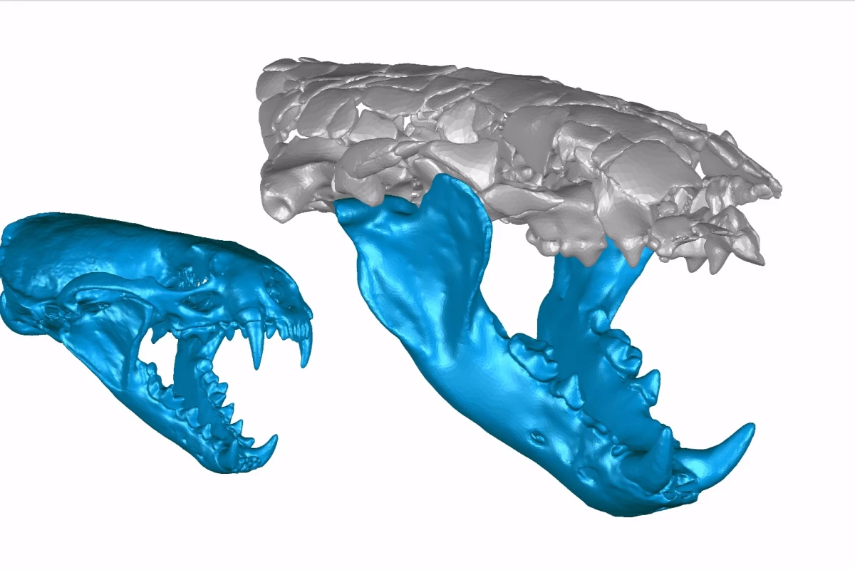 3D reconstruction of the skull and jaws of Siamogale melilutra